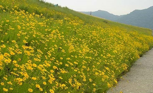 オオキンケイギクの画像2