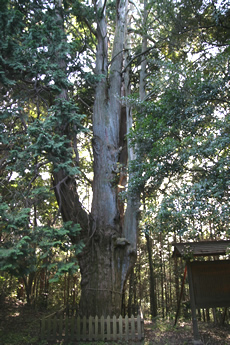 妙見神社の檜一本（町指定）の画像