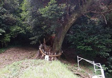 疫神社