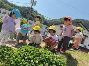 シロツメクサの画像