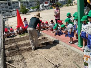 年中さんの畑作りの画像