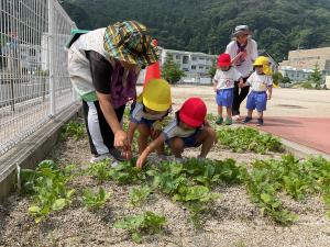 野菜の収穫の画像