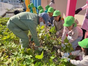 さつまいもの画像