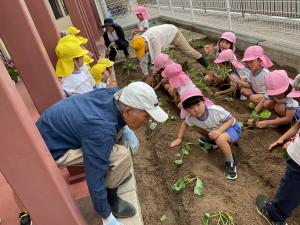 さつまいもの苗植え