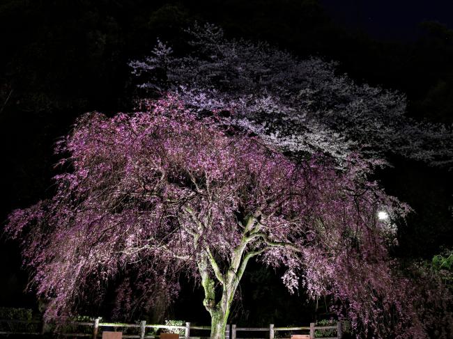 桜ライトアップ1