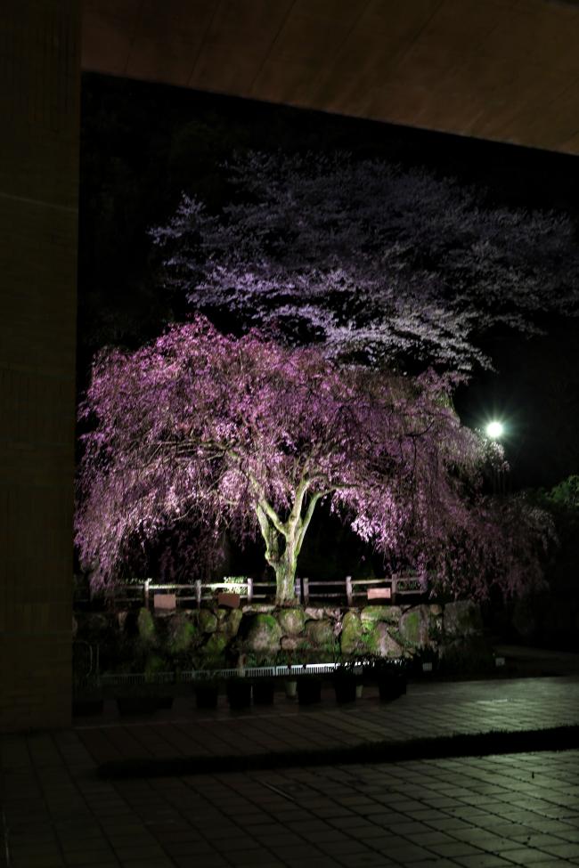 桜ライトアップ2