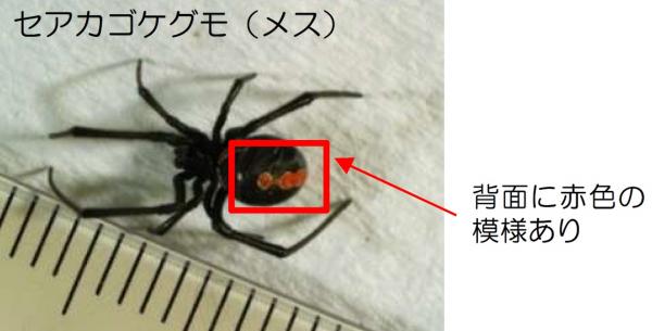 セアカゴケグモのメスの成体の写真